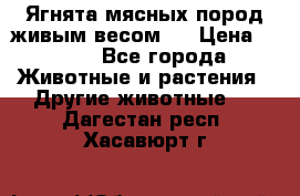 Ягнята мясных пород живым весом.  › Цена ­ 125 - Все города Животные и растения » Другие животные   . Дагестан респ.,Хасавюрт г.